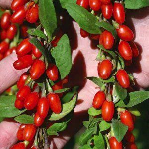 Гожи бутаси goji ko'chatlari