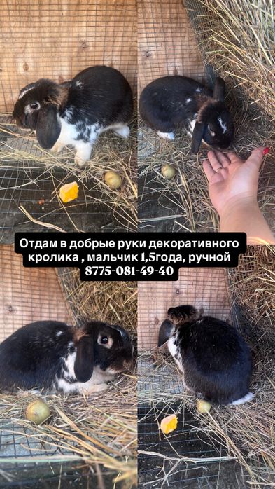 Отдам декаративного кролика
