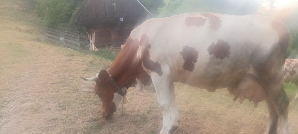 Vind vacă baltata românească de 7 ani cu vitel de 3 săptămâni