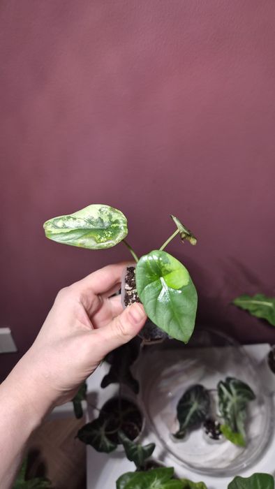 Алоказия ,Пинк амазоника Синуата итд