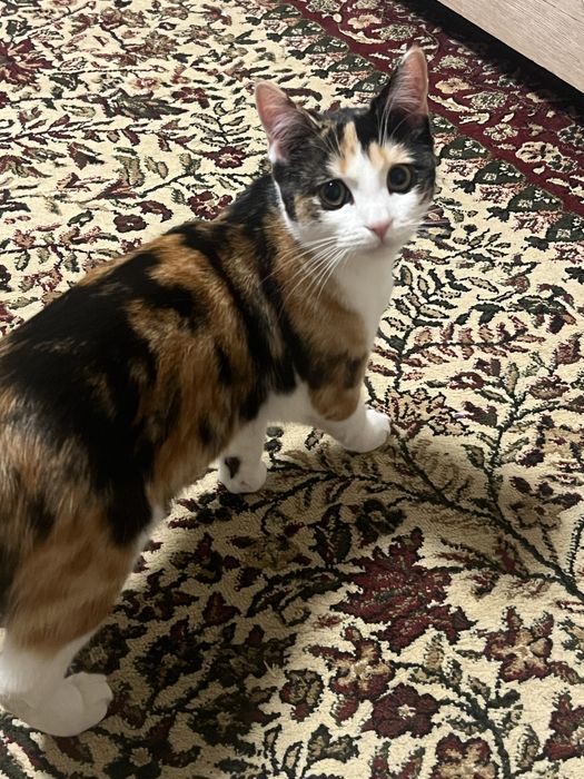 Скоттиш страйт кошка