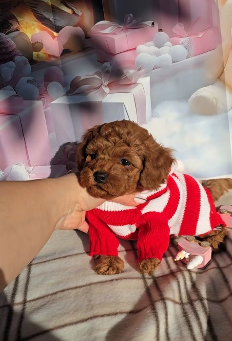 !РЕЗЕРВИРАНО!Пудел мини с родословие - 5 поколения назад