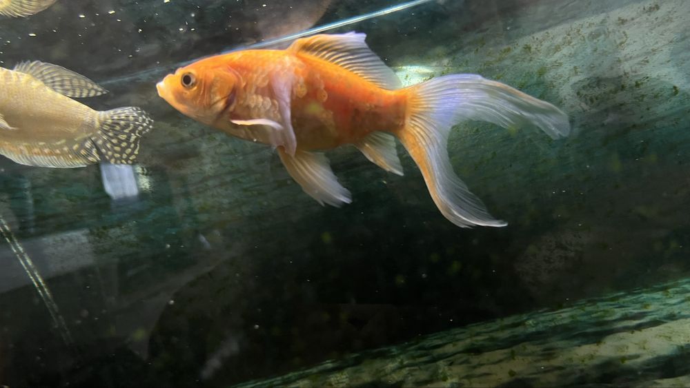Рыба для аквариума