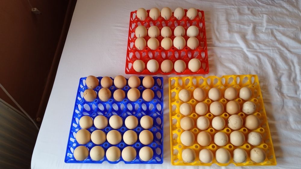 Vând oua australorp