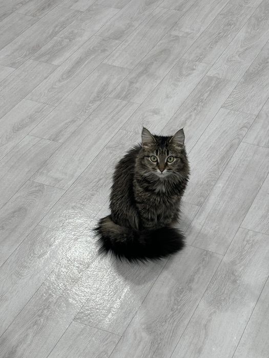 отдам котят в хорошие руки!