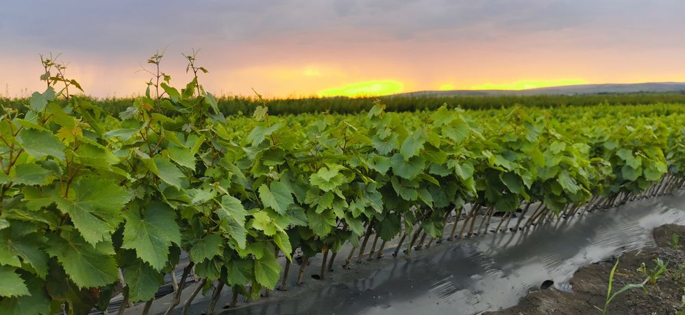 Butasi vita de vie direct de la producător