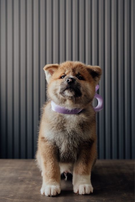 Щенки Акита Ину (хатико)