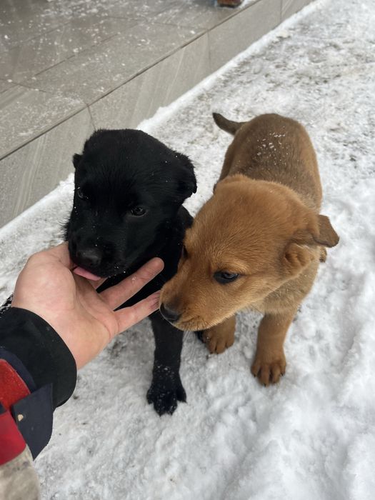 Donez căței Rottweiler cu ciobanesc