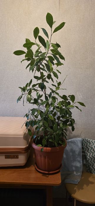 Фикус Бенджамина