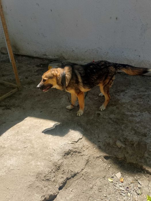 Алабай боласи сотилади.