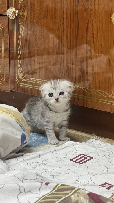 Шатлански кошка.