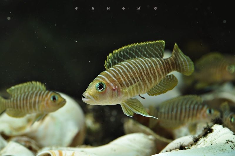 Neomprologus Similis