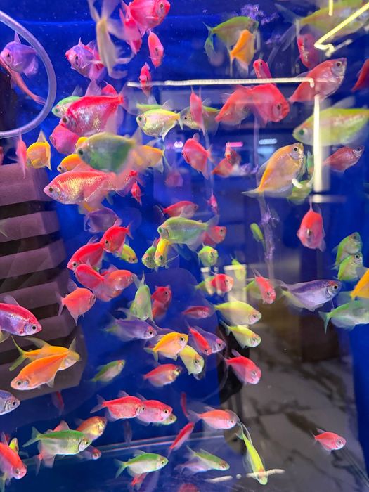 Baliq magazing assartiment kotta