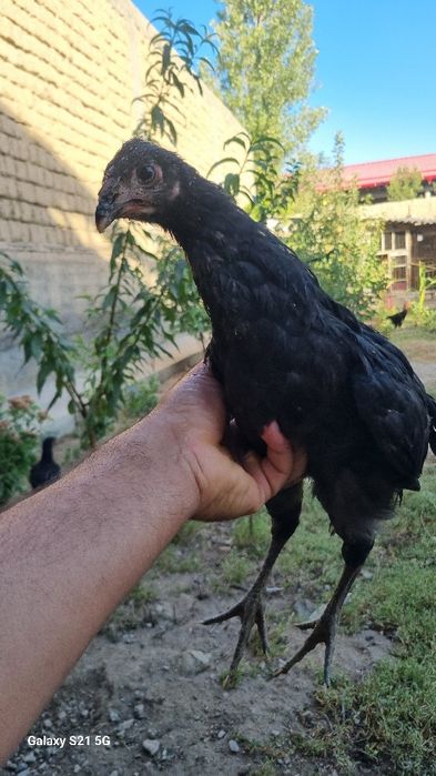 Чёрный принёс 10шт в месте.