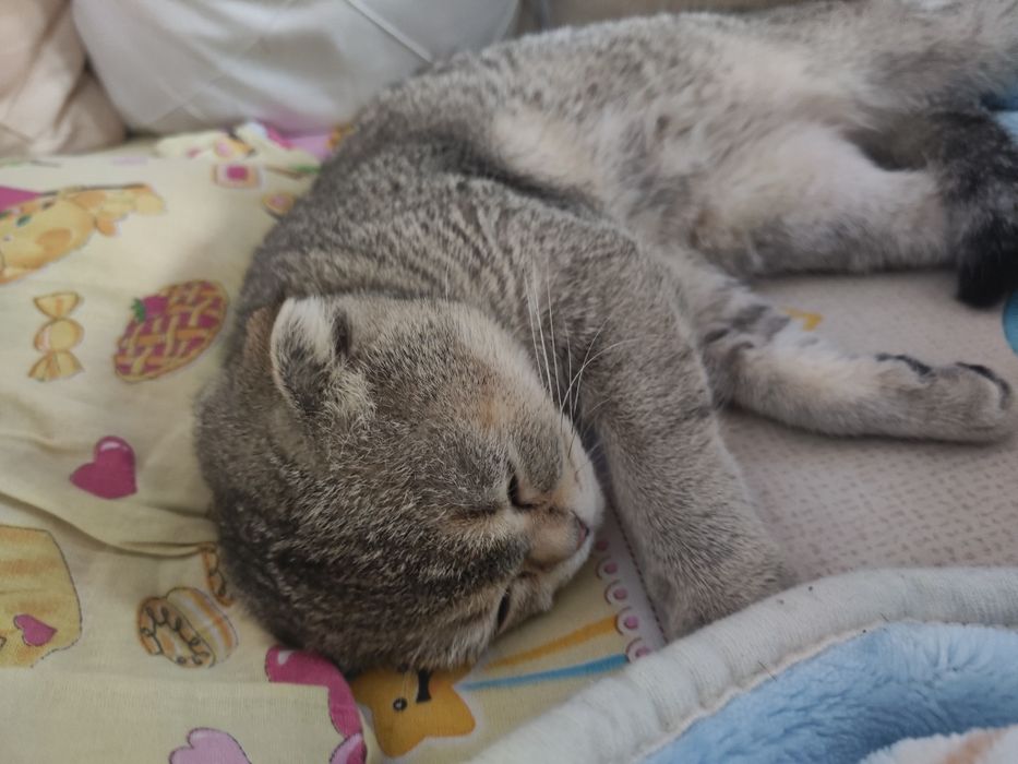 продам кошечку Скоттиш-фолд
