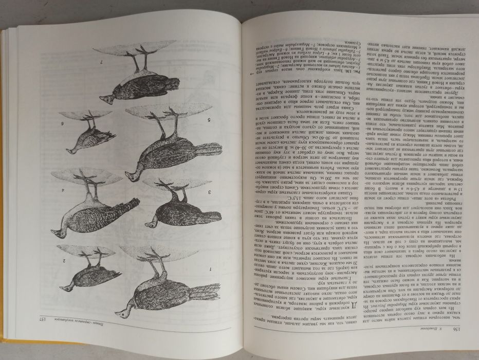 Тематическая книга " птиц" перевод с английского