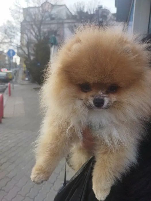Продавам бели и кафяви пумернчета
