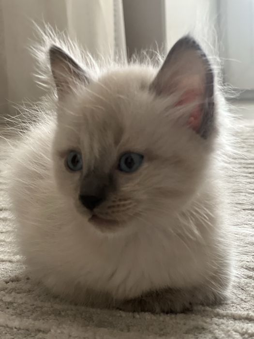 Шотландский котенок