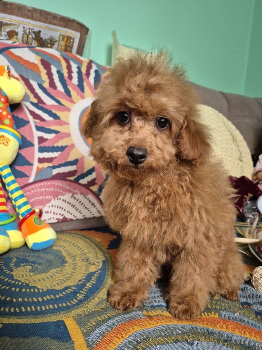 Пудель малый мальчик