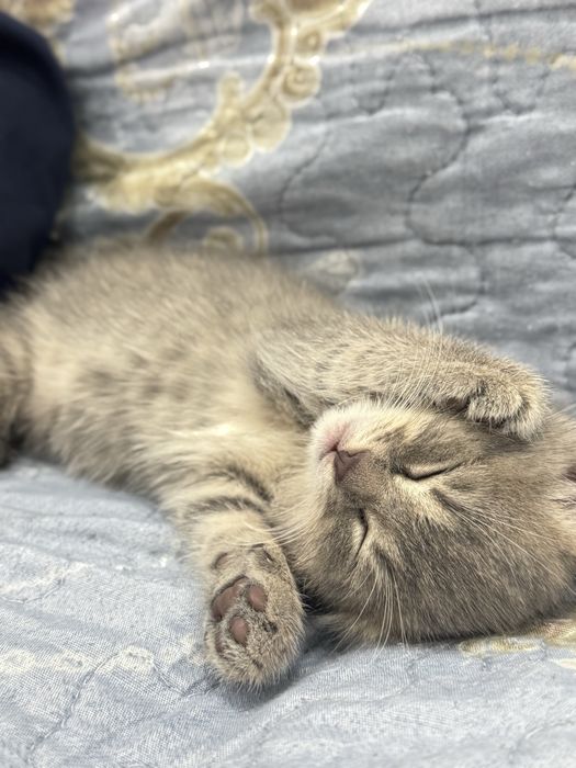 Котенок девоччка