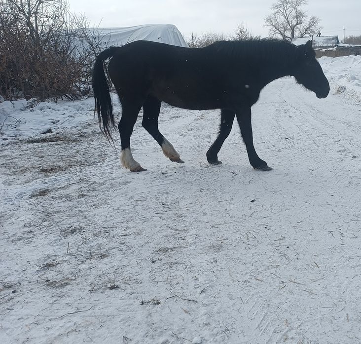 Продам кобылу ,.