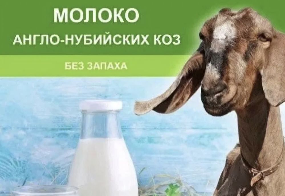 Ешкі сүті сатылады.
