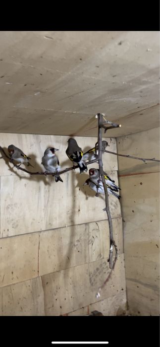 Птицы щеглы