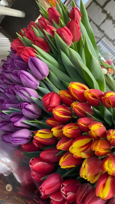 Тюльпаны в розницу, корторативные заказы