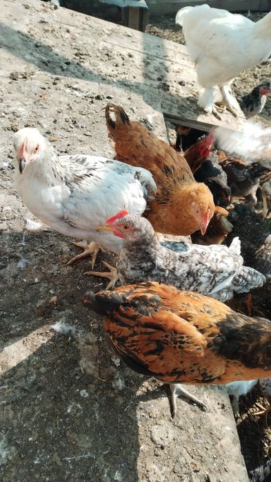 Продам домашних кур и цыплят