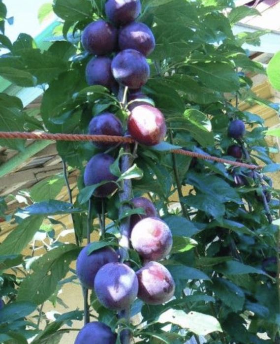 Pomi columnari diferite soiuri si fructe