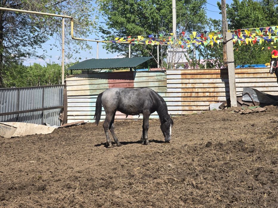 Продам Коней (лошадей)