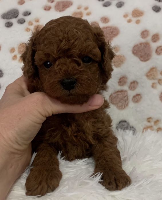 Пудел Тийкъп /Пудел той с родословие момче Poodle