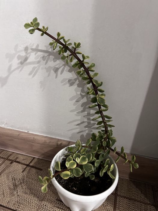 Продам комнатные цветы