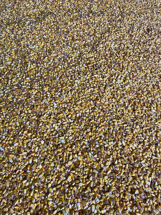 Porumb boabe , triticale , orz !