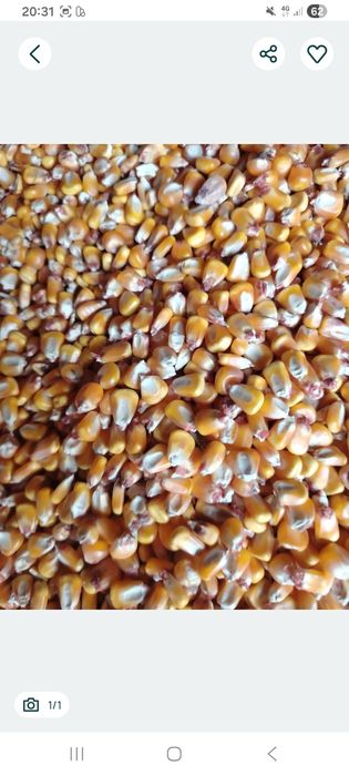 Porumb recoltat recent!!!