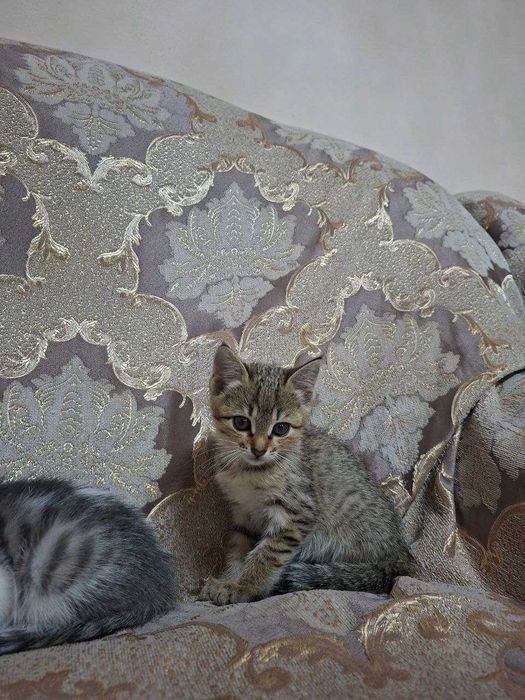 Отдам даром котят