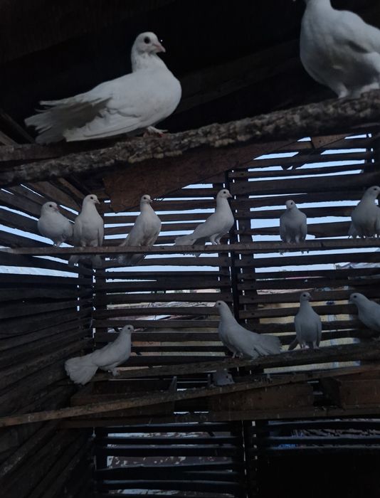 Porumbei albi voltati