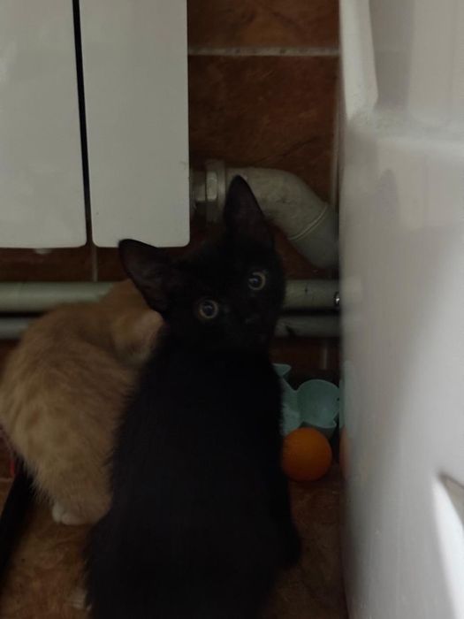 Отдам котят в хорошие руки