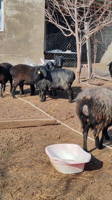 Қойлар, бараны сатылады