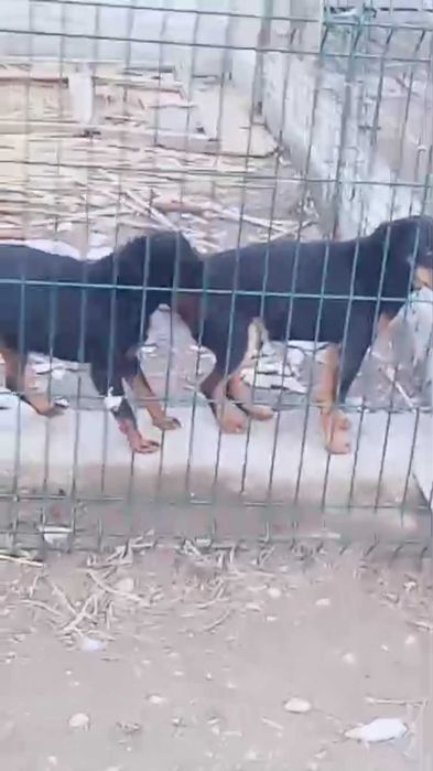 Еркек ұрғашы ягтерьер сатылады