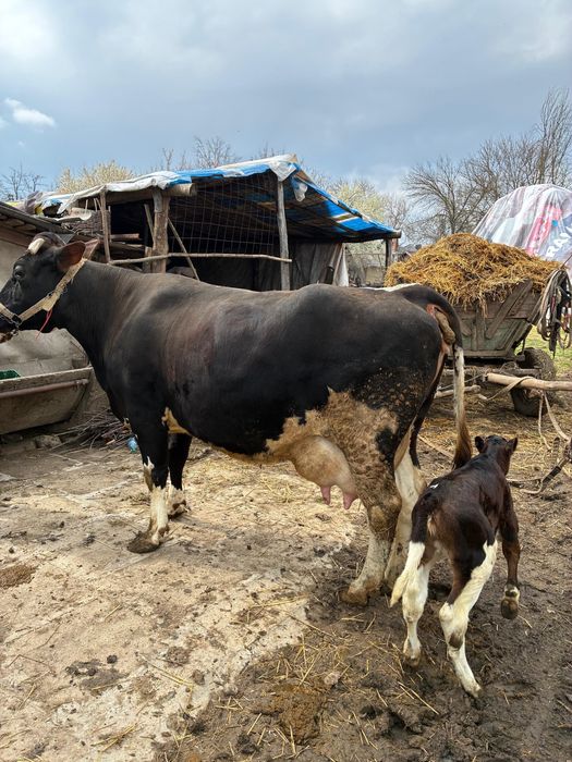 Vaca cu vitel Holstein