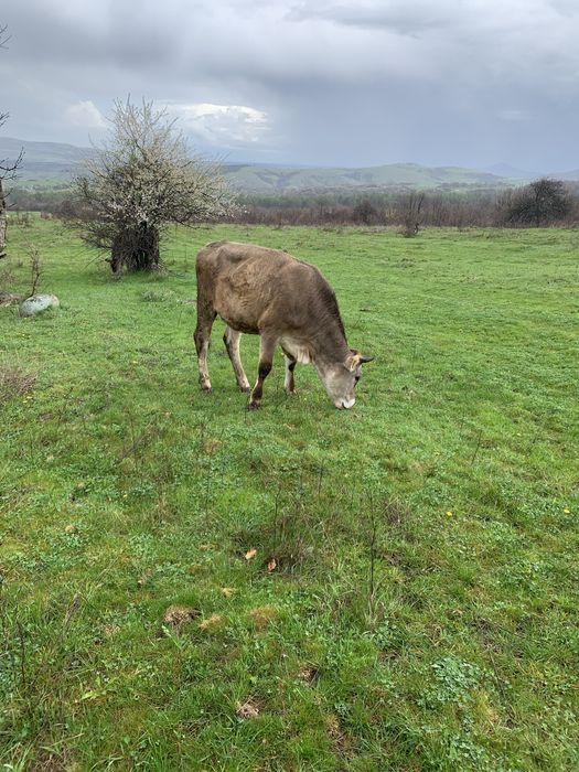 Продавам мъжки скопени ярета и юница!