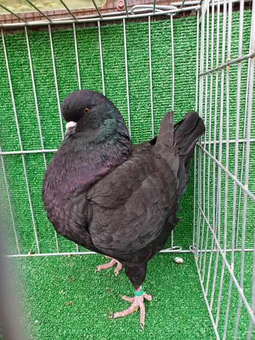 Vând porumbei king Ineu/ Arad