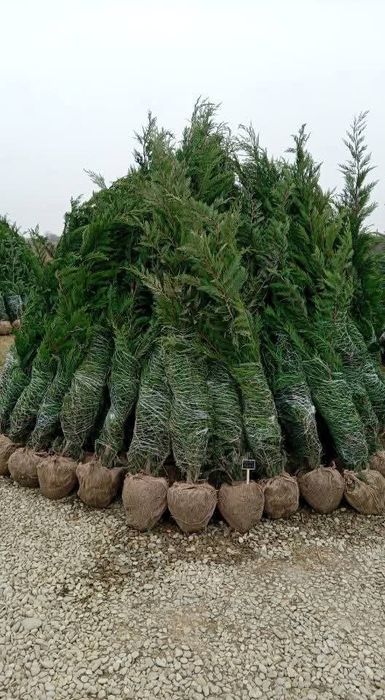 Vând tuia leylandii chiparos la oferta 100 lei buc livrare gratuita