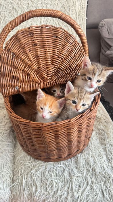 Котята и кошечки