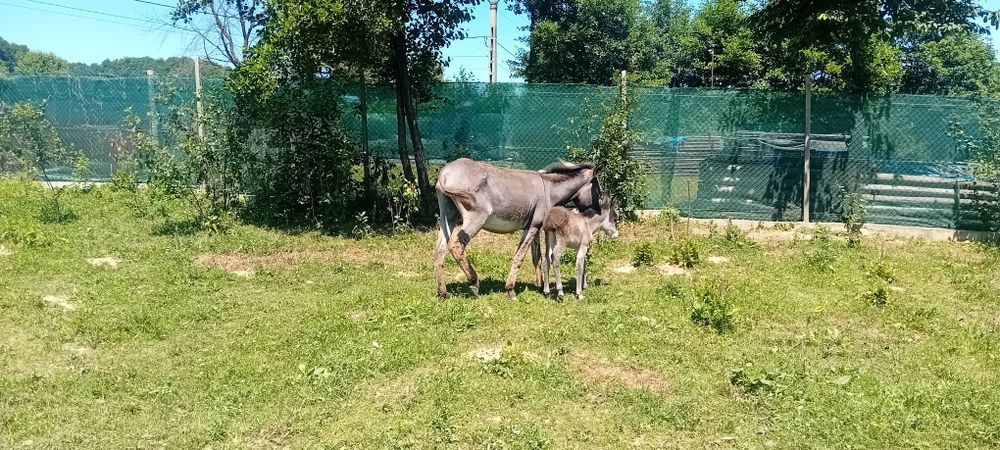 Vând 2 magarita cu pui