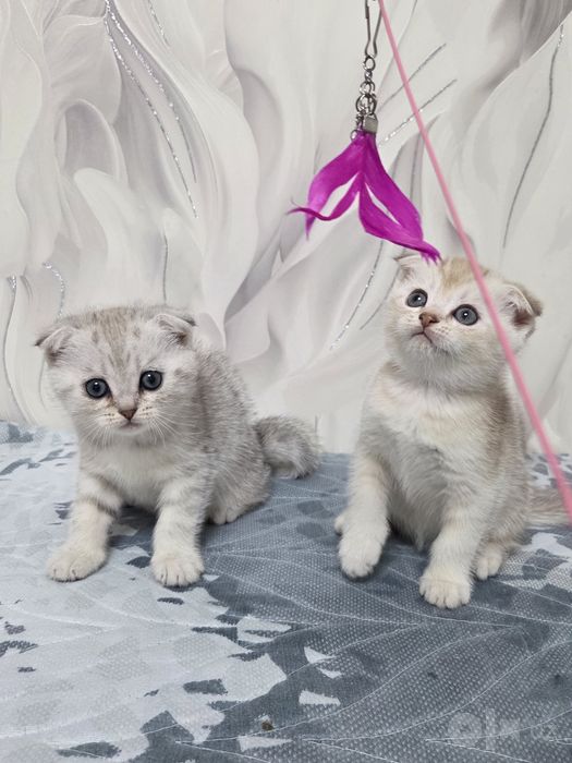 Продается котята
