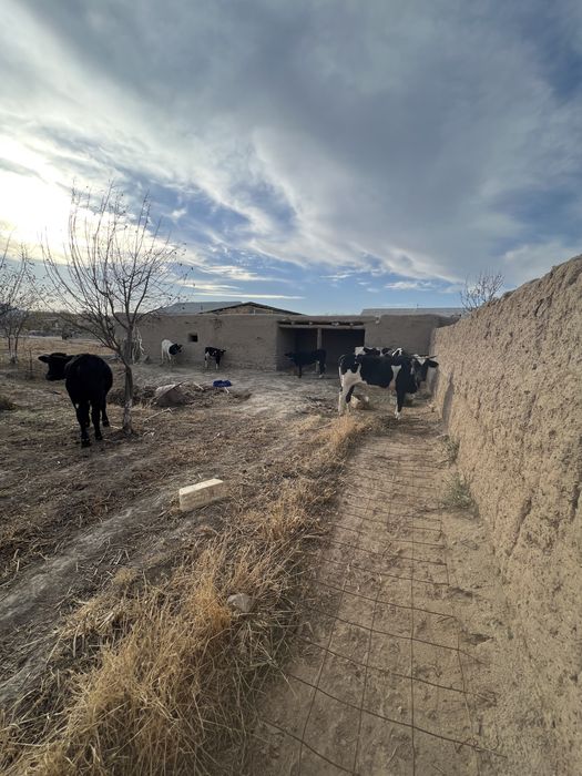 Uchastka sotiladi  arzon narxda !