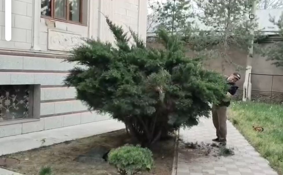 Спил деревьев, любой сложности