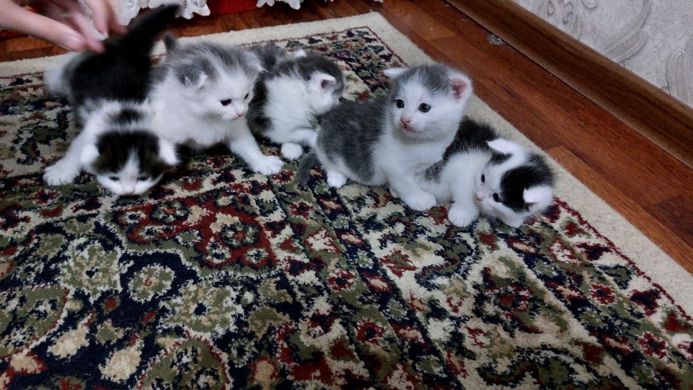 Скоттиш Фолд котята